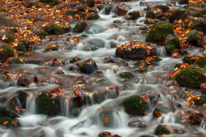 Photo for Nov 18 In Person Holistic Healthcare Day